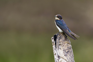 Image of Barn swallow bird (Hirundo rustica) on the stumps on the natural background. Bird. Animal.