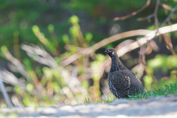 Spruce Grouse