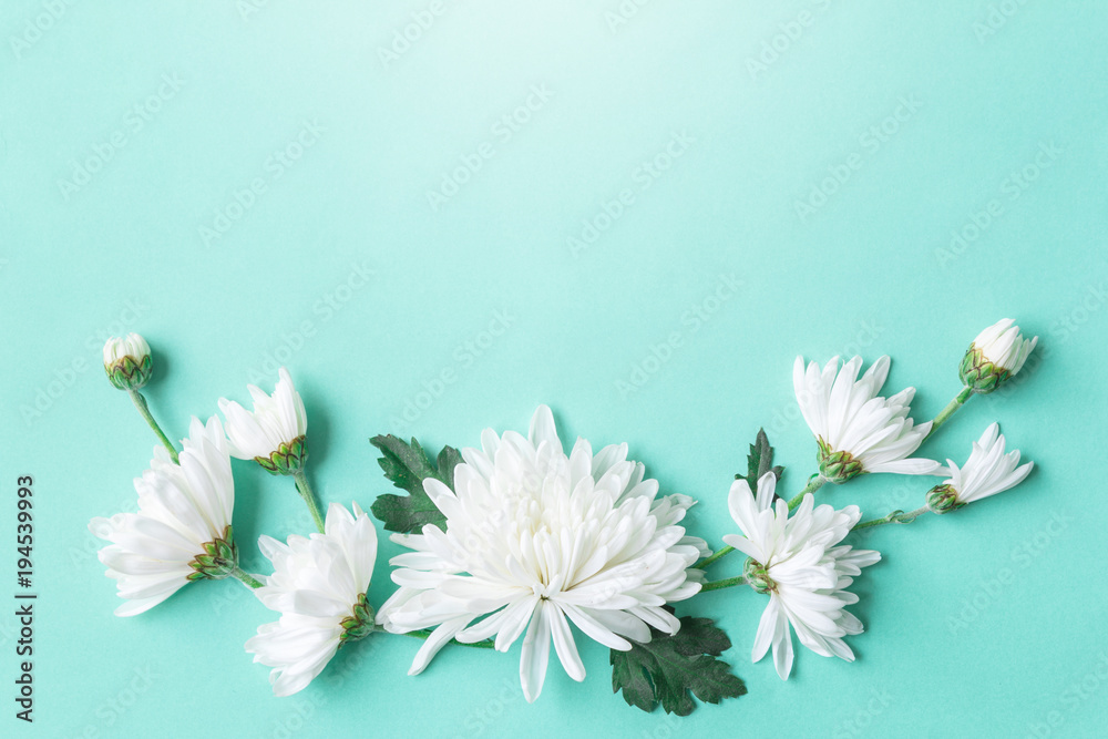 Wall mural white chrysanthemum on green background with copy space for text in top view