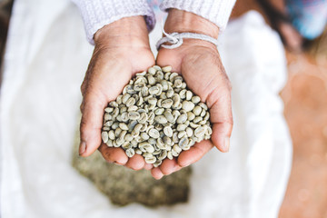 Arabica green bean coffee unroasted in old hand