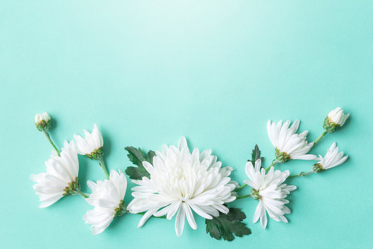 white chrysanthemum on green background with copy space for text in top view