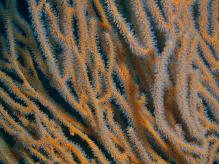 Gorgonian coral