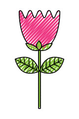 flower tulip stem petals decoration vector illustration drawing image
