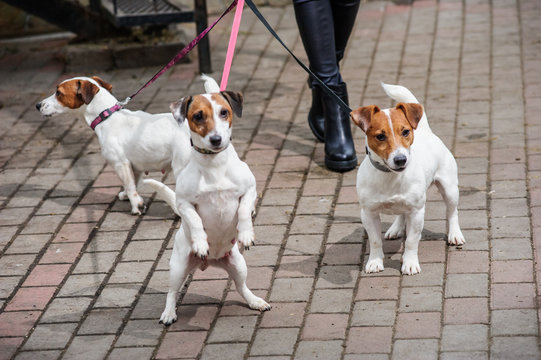 Gorgeous puppies of Jack Russell Terrier in the yard.