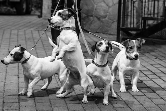 Gorgeous puppies of Jack Russell Terrier in the yard.BW.
