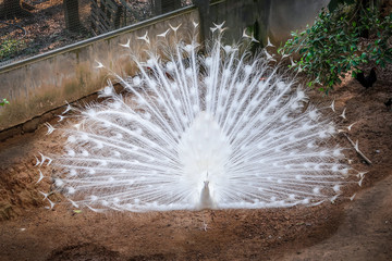 White peacock shows feathers out