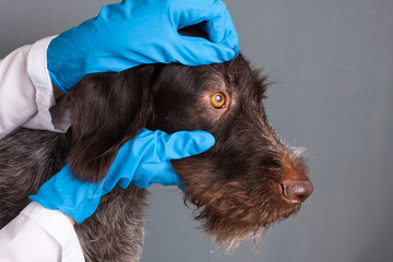 hands of veterinarian checking eyes of dog