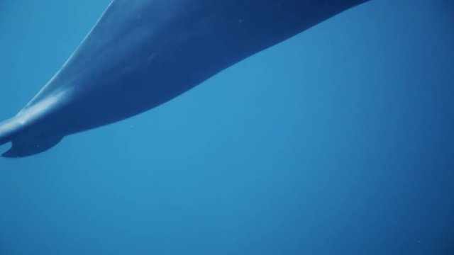 Whale tale underwater