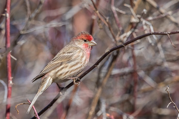 House Finch (Male) #2