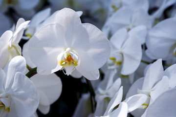 Branch pink, purple, red, white and yellow orchid with dark background, light on Orchid