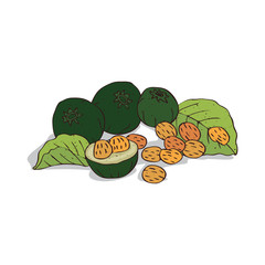 Isolated clipart of plant Pequi on white background. Botanical drawing of herb Caryocar brasiliense with fruits and leaves, seeds