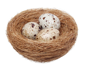 Naklejka na ściany i meble Bird nest with eggs on white background