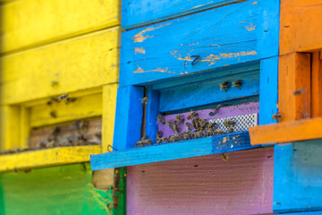 Colorful beehives close up