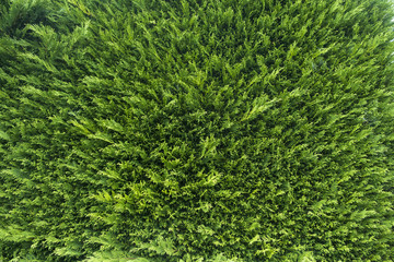 Nature green grass background