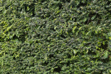 Nature green bush background