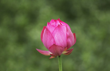 Pond closeup in lotus