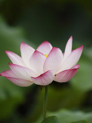 Pond closeup in lotus