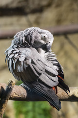 A gray parrot cleanses feathers.