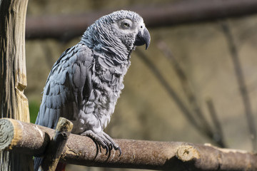 A gray parrot sits on a branch.