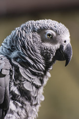 A gray parrot sits on a branch.