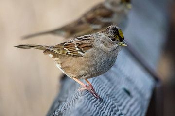 Golden-crowned sparrow at Steigerwald Wildlife Refuge.