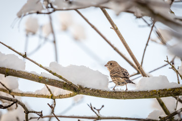 House sparrow on a maple tree branch after a fresh snow.