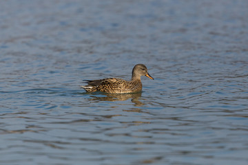 female gadwall duck (anas strepera) swimming in blue water