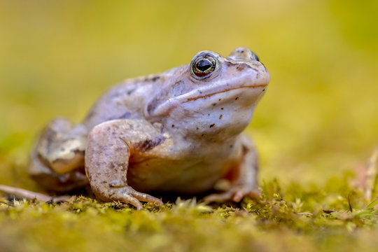 Blue Moor frog looking in camera