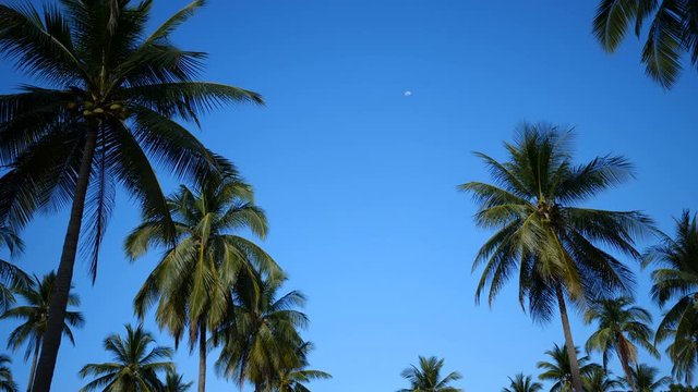 Palm trees over blue sky background. Sunny tropical summer holiday day concept video