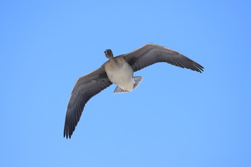 オオヒシクイ　Taiga bean goose	