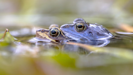 Moor frog couple submersed in water