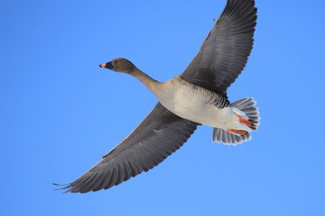 オオヒシクイ　Taiga bean goose	