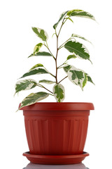 Isolated on white background a home flower in a bowl.