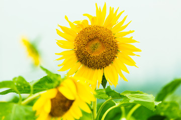 Fototapeta premium Sunflower festival of summer.