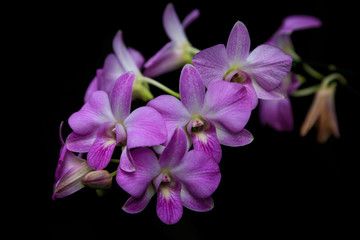 Branch pink, purple, red, white and yellow orchid with dark background, light on Orchid