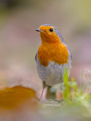 Red Robin in autumnal garden lawn