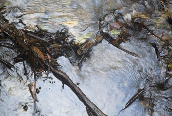 River Stream Landscape, Water Motion