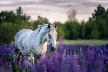 Gordijnen Portret van een grijs paard onder lupinebloemen. © Osetrik