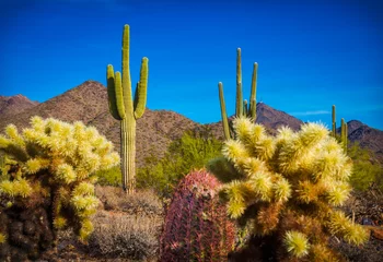 Rolgordijnen cactus in een woestijn in het zuidwesten van de Verenigde Staten © Leslie Rogers Ross