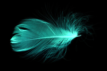 Blue feather on a black background