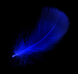 Naklejka premium Niebieskie pióro na czarnym tle
