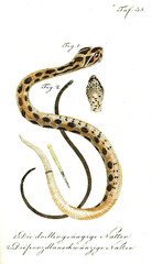 Illustration of a snake.