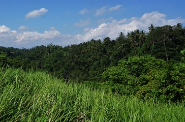 Fototapeta na wymiar Jungle view Rice field Bali with clouds and palm trees
