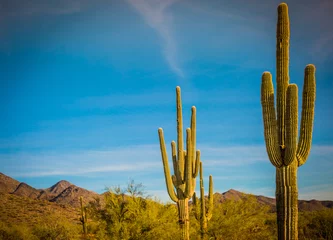 Fotobehang cactus in a desert in southwest United States © Leslie Rogers Ross