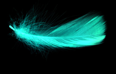 Obraz premium Blue feather on a black background