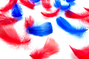 Red and blue feather on a white background