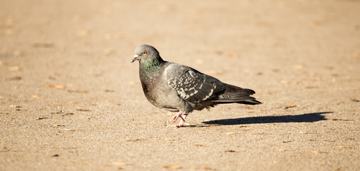 Pigeon walks along the asphalt