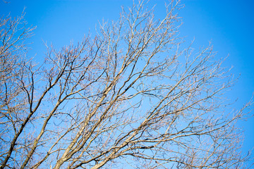 Naked birch branches against the blue sky