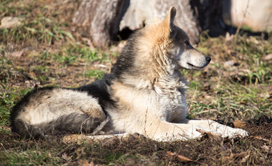 A stray dog in a park