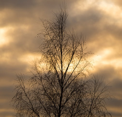 Fototapeta na wymiar Bare tree branches in the rays of the sunset